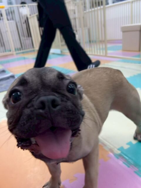 まるちゃん🐶
本日も朝から夕方まで1日中遊びつくし、走り回り、はしゃぎ回り、お祭り状態でした🎉
みんなが疲れていても私は走れますよ‼️ともうアピールたまに怒られていました🤣
🐾🐶愛犬のお悩みご相談ください🐶🐾
@kenkohmura_official
↑フォロー待ってます↑
〒955-0091 新潟県三条市上須頃大割428−1
☎︎ 0256-35-2571
✉️ info@kenkohmura.jp
HP: http://kenkohmura.jp
LINE: https://lin.ee/7LIz5sb
#犬幸村#犬の幼稚園 #吠える、噛む #犬のしつけ #トイレ
フレブルフレブル可愛いフレブル倶楽部フレブル大好きフレブル可愛すぎる