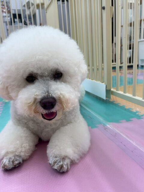 大吉ちゃん🐶
本日はププちゃんやマロンちゃん、ぽん太達と楽しそうに遊んだり、ピピちゃんのことが好きなようで匂いを嗅いだり、挨拶をしたりして交流をしていました🤭

🐾🐶愛犬のお悩みご相談ください🐶🐾
@kenkohmura_official
 ↑フォロー待ってます↑

〒955-0091 新潟県三条市上須頃大割４２８−１
☎︎ 0256-35-2571
✉️ info@kenkohmura.jp
HP: http://kenkohmura.jp
LINE: https://lin.ee/7LIz5sb

#犬幸村#犬の幼稚園 #吠える、噛む #犬のしつけ #トイレ
ビションビションフリーゼビションフリーゼ可愛いビションフリーゼ大好き