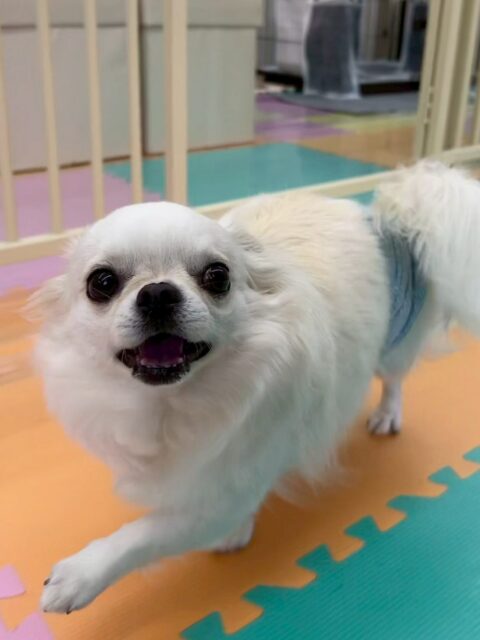 ビビちゃん🐶
本日歯磨きトレーニングを開始して1年10ヶ月が経ちました
歯の状態は少し汚れてきましたが、キープはできています‼️このまま継続を意識して少し汚れが多いところは心がけて頑張っていきましょう✊
園内では朝からテンション高めでした‼️自分から匂いを嗅いだり、むくちゃんややん丸に遊びを誘われたり、自分から誘ったりもあって楽しんでいました👍
🐾🐶愛犬のお悩みご相談ください🐶🐾
@kenkohmura_official
↑フォロー待ってます↑
〒955-0091 新潟県三条市上須頃大割428−1
☎︎ 0256-35-2571
✉️ info@kenkohmura.jp
HP: http://kenkohmura.jp
LINE: https://lin.ee/7LIz5sb
#犬幸村#犬の幼稚園 #吠える、噛む #犬のしつけ #トイレ
チワワチワワ可愛いチワワ大好きチワワ倶楽部チワワかわいすぎる