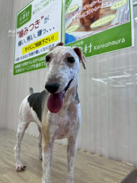 ポコちゃん🐶
本日も朝からはしゃぎ回ったり、みんなに、ワンプロを仕掛けたりして楽しんでいました🤭
夕方になると流石に疲れたのかのんびり過ごしていました👍
🐾🐶愛犬のお悩みご相談ください🐶🐾
@kenkohmura_official
↑フォロー待ってます↑
〒955-0091 新潟県三条市上須頃大割428−1
☎︎ 0256-35-2571
✉️ info@kenkohmura.jp
HP: http://kenkohmura.jp
LINE: https://lin.ee/7LIz5sb
#犬幸村#犬の幼稚園 #吠える、噛む #犬のしつけ #トイレ
ワイヤーフォックステリアワイヤーフォックステリア可愛いワイヤーフォックスワイヤーフォックス倶楽部