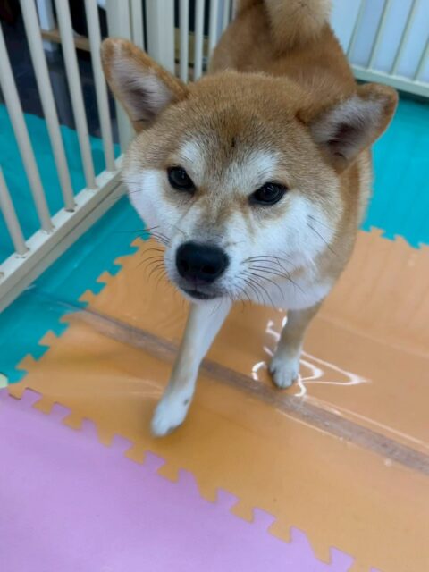 こまちゃん🐶
本日歯磨きトレーニングを開始して9ヶ月が経ちました🦷
歯の状態はかなりかなり綺麗なのでこのまま継続を意識して綺麗を保ちましょう✊
園内ではまるちゃんやペリーちゃん達にちょっかいを出されたり激しいお話し合いをしたり、ワンプロを仕掛けあったりして過ごしていました🤭
🐾🐶愛犬のお悩みご相談ください🐶🐾
@kenkohmura_official
↑フォロー待ってます↑
〒955-0091 新潟県三条市上須頃大割428−1
☎︎ 0256-35-2571
✉️ info@kenkohmura.jp
HP: http://kenkohmura.jp
LINE: https://lin.ee/7LIz5sb
#犬幸村#犬の幼稚園 #吠える、噛む #犬のしつけ #トイレ
柴犬柴犬可愛い柴犬大好き柴犬倶楽部柴犬大好き柴犬可愛いすぎる