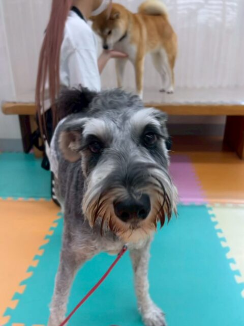 ペリーちゃん🐶
本日は朝からチャリーちゃんやまるちゃん、こまちゃん達と走り回ったり、激しいワンプロを仕掛けあったりして非常に楽しそうに遊び回っていました👍
🐾🐶愛犬のお悩みご相談ください🐶🐾
@kenkohmura_official
↑フォロー待ってます↑
〒955-0091 新潟県三条市上須頃大割428−1
☎︎ 0256-35-2571
✉️ info@kenkohmura.jp
HP: http://kenkohmura.jp
LINE: https://lin.ee/7LIz5sb
#犬幸村#犬の幼稚園 #吠える、噛む #犬のしつけ #トイレ
シュナシュナウザー可愛いシュナウザー大好きシュナウザー倶楽部シュナウザー可愛すぎる