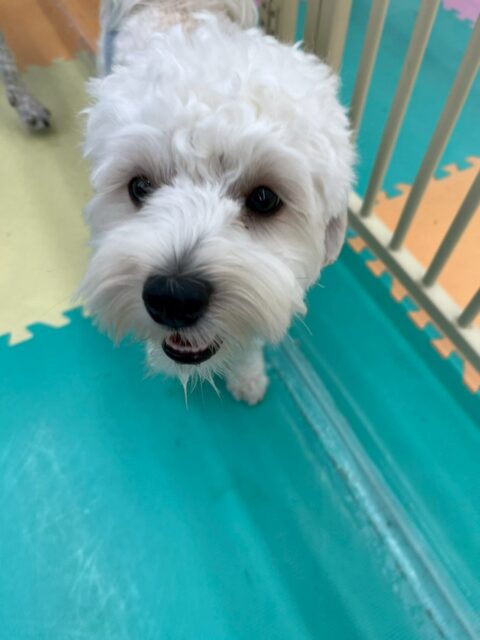 ふうちゃん🐶
本日はまるちゃんにかまって攻撃をされ続け、しつこいよ‼️とブチギレていました🤣
他にもみんなと走り回ったり、激しいワンプロを仕掛けあったりして楽しんでいました🤭
🐾🐶愛犬のお悩みご相談ください🐶🐾
@kenkohmura_official
↑フォロー待ってます↑
〒955-0091 新潟県三条市上須頃大割428−1
☎︎ 0256-35-2571
✉️ info@kenkohmura.jp
HP: http://kenkohmura.jp
LINE: https://lin.ee/7LIz5sb
#犬幸村#犬の幼稚園 #吠える、噛む #犬のしつけ #トイレ
ミックスミックス犬ミックスミックス可愛いミックス犬大好きミックス犬倶楽部