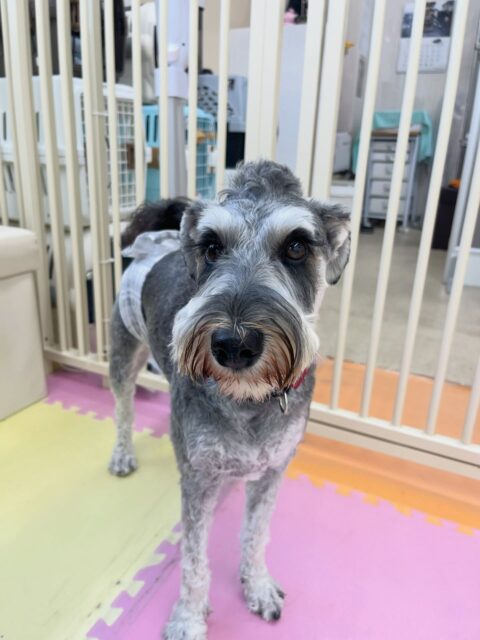 ペリーちゃん🐶
らぶちゃんが気になったみたいでヒップアタックして遊びに誘っていたり、鶴丸と遊んだりしていました🙌
お散歩トレーニングやお手入れも頑張っていました😊
🐾🐶愛犬のお悩みご相談ください🐶🐾
@kenkohmura_official
↑フォロー待ってます↑
〒955-0091 新潟県三条市上須頃大割428−1
☎︎ 0256-35-2571
✉️ info@kenkohmura.jp
HP: http://kenkohmura.jp
LINE: https://lin.ee/7LIz5sb
#犬幸村#犬の幼稚園 #吠える噛む #犬のしつけ #トイレ
ミニチュアシュナウザー ミニチュアシュナウザー可愛い ミニチュアシュナウザー大好き