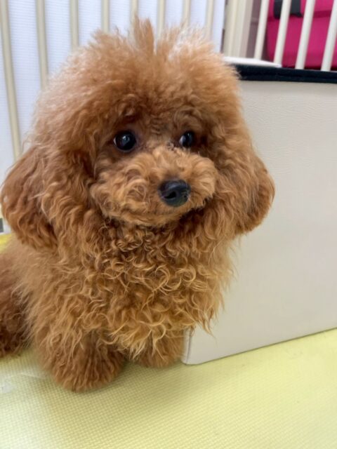 ププちゃん🐶
本日は午前中に遊びすぎたのか夕方には少し疲れた様子で歩いたり、スタッフに構って攻撃をしてきてくれたりして可愛かったです😍
🐾🐶愛犬のお悩みご相談ください🐶🐾
@kenkohmura_official
↑フォロー待ってます↑
〒955-0091 新潟県三条市上須頃大割428−1
☎︎ 0256-35-2571
✉️ info@kenkohmura.jp
HP: http://kenkohmura.jp
LINE: https://lin.ee/7LIz5sb
#犬幸村#犬の幼稚園 #吠える、噛む #犬のしつけ #トイレ
トイプートイプー可愛いトイプー倶楽部トイプー可愛いすぎるトイプー大好き