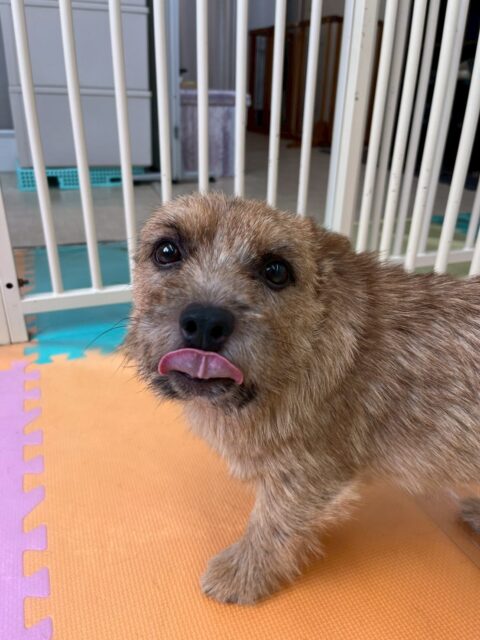 本日の鶴丸🐶
本日はポコちゃんやのりまきちゃん達と1日中走り回ったり、みんなとワンプロを仕掛けあったりして非常に楽しそうに過ごしていました🤭
🐾🐶愛犬のお悩みご相談ください🐶🐾
@kenkohmura_official
↑フォロー待ってます↑
〒955-0091 新潟県三条市上須頃大割428−1
☎︎ 0256-35-2571
✉️ info@kenkohmura.jp
HP: http://kenkohmura.jp
LINE: https://lin.ee/7LIz5sb
#犬幸村#犬の幼稚園 #吠える、噛む #犬のしつけ #トイレ
ノーリッチテリアノーリッチテリア可愛いノーリッチテリア大好きノーリッチテリア倶楽部