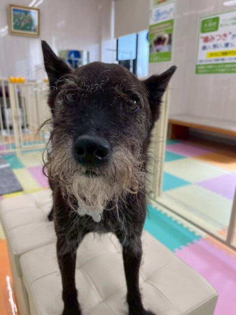 小乃輔ちゃん🐶
本日は朝から鶴丸をやん丸と勘違いして、大警戒をしていました🤣徐々に気づいてきたのか鶴丸とわかると一緒に走ってみたり、ワンプロを仕掛けあったりして楽しんでいました🤭
🐾🐶愛犬のお悩みご相談ください🐶🐾
@kenkohmura_official
↑フォロー待ってます↑
〒955-0091 新潟県三条市上須頃大割428−1
☎︎ 0256-35-2571
✉️ info@kenkohmura.jp
HP: http://kenkohmura.jp
LINE: https://lin.ee/7LIz5sb
#犬幸村#犬の幼稚園 #吠える、噛む #犬のしつけ #トイレ
ミックスミックス犬ミックス犬可愛いミックス犬倶楽部ミックス犬可愛すぎる