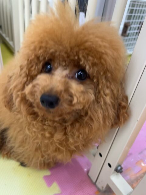 ププちゃん🐶
らぶちゃんが気に入ったみたいで遊びに誘ったり一緒に楽しそうに遊んだりしていました😄
お散歩トレーニングもルンルンで楽しそうでした🎶
🐾🐶愛犬のお悩みご相談ください🐶🐾
@kenkohmura_official
↑フォロー待ってます↑
〒955-0091 新潟県三条市上須頃大割428−1
☎︎ 0256-35-2571
✉️ info@kenkohmura.jp
HP: http://kenkohmura.jp
LINE: https://lin.ee/7LIz5sb
#犬幸村#犬の幼稚園 #吠える噛む #犬のしつけ #トイレ
トイプードル トイプードル大好き トイプードル可愛い