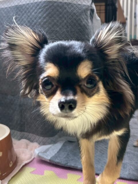 きりまるちゃん＆まろちゃん🐶
本日歯磨きトレーニングを開始して2ヶ月が経ちました🦷
歯の状態は2頭とも汚れがなく、綺麗な状態をキープできているのでこのまま継続を意識して頑張っていきましょう✊

園内できりまるちゃんは、朝から夕方までみんなと走り回ったり、ワンプロを仕掛けあったりして非常に楽しそうに遊び回って過ごしていました👍

まろちゃんは遊びを誘うのが上手で、おとなしい組の子達とも遊んで、ヤンチャ組の子達とも遊べているのですごくフレンドリーに1日を楽しんで過ごしていました👏

🐾🐶愛犬のお悩みご相談ください🐶🐾
@kenkohmura_official
 ↑フォロー待ってます↑

〒955-0091 新潟県三条市上須頃大割４２８−１
☎︎ 0256-35-2571
✉️ info@kenkohmura.jp
HP: http://kenkohmura.jp
LINE: https://lin.ee/7LIz5sb

#犬幸村#犬の幼稚園 #吠える、噛む #犬のしつけ #トイレ
チワワチワワ可愛いチワワ大好きチワワ倶楽部チワワ可愛いすぎる