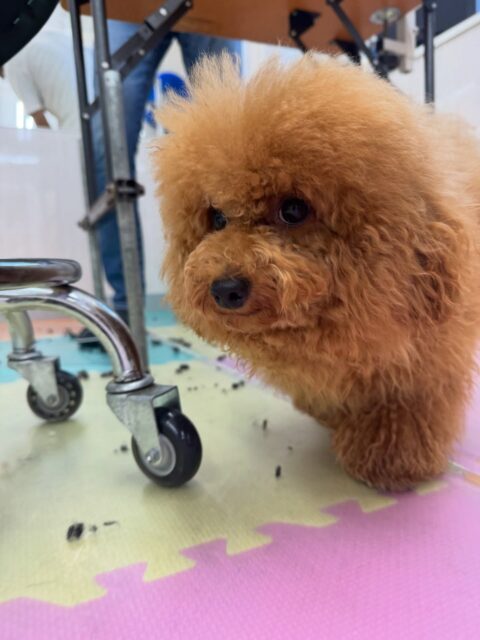 ププちゃん🐶
本日は午前中遊びすぎたのか午後はまったり、スタッフの膝の上やおとなしい子チームでみんなとすやすや寝ていたりしました😴
🐾🐶愛犬のお悩みご相談ください🐶🐾
@kenkohmura_official
↑フォロー待ってます↑
〒955-0091 新潟県三条市上須頃大割428−1
☎︎ 0256-35-2571
✉️ info@kenkohmura.jp
HP: http://kenkohmura.jp
LINE: https://lin.ee/7LIz5sb
#犬幸村#犬の幼稚園 #吠える、噛む #犬のしつけ #トイレ
トイプートイプー可愛いトイプー大好きトイプー倶楽部トイプー可愛いすぎる