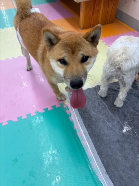 チャリーちゃん🐶
本日も朝から夕方までずーっとハイテンションでみんなを遊びに誘って、走り回ったり、ワンプロを仕掛けあったりして非常に楽しそうに過ごしていました🤣
🐾🐶愛犬のお悩みご相談ください🐶🐾
@kenkohmura_official
↑フォロー待ってます↑
〒955-0091 新潟県三条市上須頃大割428−1
☎︎ 0256-35-2571
✉️ info@kenkohmura.jp
HP: http://kenkohmura.jp
LINE: https://lin.ee/7LIz5sb
#犬幸村#犬の幼稚園 #吠える、噛む #犬のしつけ #トイレ
柴犬柴犬可愛い柴犬大好き柴犬倶楽部柴犬可愛すぎる