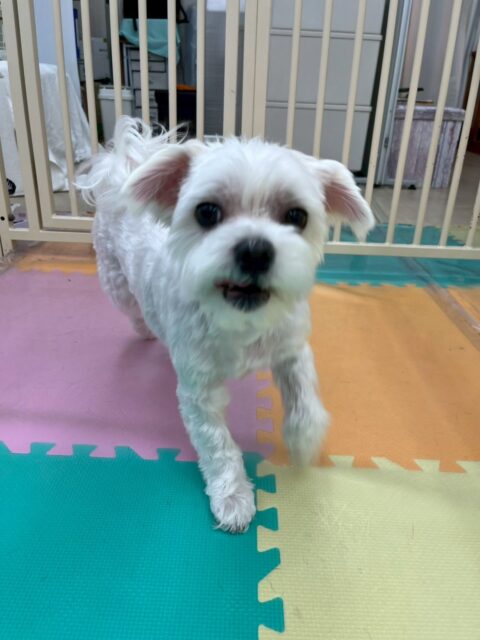 むぎちゃん🐶
本日はシャンプーやカットなどすごく上手にやらせてくれたり、園内では顔まわりを触ったりしても怒ったりせずに、もっともっと〜と甘えてきてくれました😍
🐾🐶愛犬のお悩みご相談ください🐶🐾
@kenkohmura_official
↑フォロー待ってます↑
〒955-0091 新潟県三条市上須頃大割428−1
☎︎ 0256-35-2571
✉️ info@kenkohmura.jp
HP: http://kenkohmura.jp
LINE: https://lin.ee/7LIz5sb
#犬幸村#犬の幼稚園 #吠える、噛む #犬のしつけ #トイレ
マルチーズマルチーズ可愛いマルチーズ大好きマルチーズ倶楽部