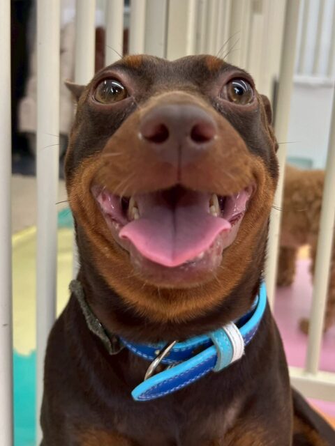 とらのすけちゃん🐶
本日は風夾ちゃんやププちゃん、ニコペットのちびっ子達と挨拶を交わしたり、走り回って遊んだりして過ごしていました👍

🐾🐶愛犬のお悩みご相談ください🐶🐾
@kenkohmura_official
 ↑フォロー待ってます↑

〒955-0091 新潟県三条市上須頃大割４２８−１
☎︎ 0256-35-2571
✉️ info@kenkohmura.jp
HP: http://kenkohmura.jp
LINE: https://lin.ee/7LIz5sb

#犬幸村#犬の幼稚園 #吠える、噛む #犬のしつけ #トイレ
ミニチュアピンシャーピンシャー可愛いピンシャー倶楽部ピンシャー可愛すぎる