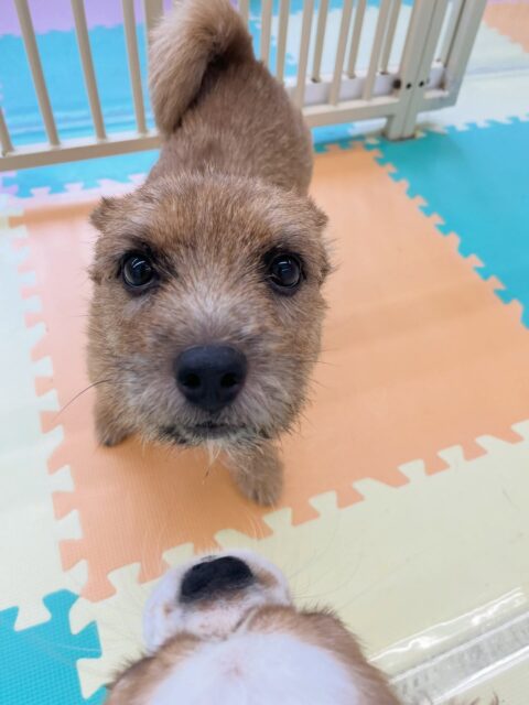 本日の鶴丸🐶
ペリーちゃんを遊びに誘ったり、みんなと上手に挨拶していました👏
🐾🐶愛犬のお悩みご相談ください🐶🐾
@kenkohmura_official
↑フォロー待ってます↑
〒955-0091 新潟県三条市上須頃大割428−1
☎︎ 0256-35-2571
✉️ info@kenkohmura.jp
HP: http://kenkohmura.jp
LINE: https://lin.ee/7LIz5sb
#犬幸村#犬の幼稚園 #吠える噛む #犬のしつけ #トイレ
ノーリッチテリア ノーリッチテリア可愛い ノーリッチテリア大好き