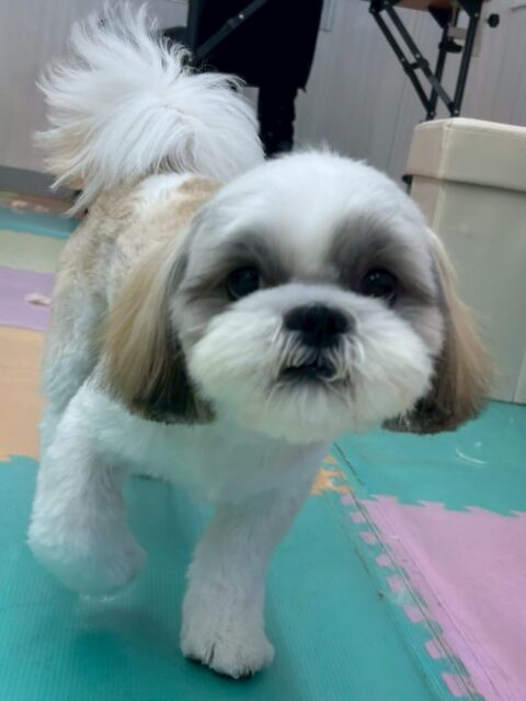 マルちゃん🐶
本日はカットやシャンプー、お手入れなどを、非常に頑張ってくれてとってもスムーズに終わらせられました🙇
普段イヤイヤな場所もだんだん慣れてきて上手になっていました👍

園内では朝からお帰りまで永遠に遊び回ったり、ワンプロを仕掛けあったりと本日も激しい1日でした🤣

🐾🐶愛犬のお悩みご相談ください🐶🐾
@kenkohmura_official
 ↑フォロー待ってます↑

〒955-0091 新潟県三条市上須頃大割４２８−１
☎︎ 0256-35-2571
✉️ info@kenkohmura.jp
HP: http://kenkohmura.jp
LINE: https://lin.ee/7LIz5sb

#犬幸村#犬の幼稚園 #吠える、噛む #犬のしつけ #トイレ
シーズーシーズー可愛いシーズー大好きシーズー倶楽部シーズー可愛いすぎる