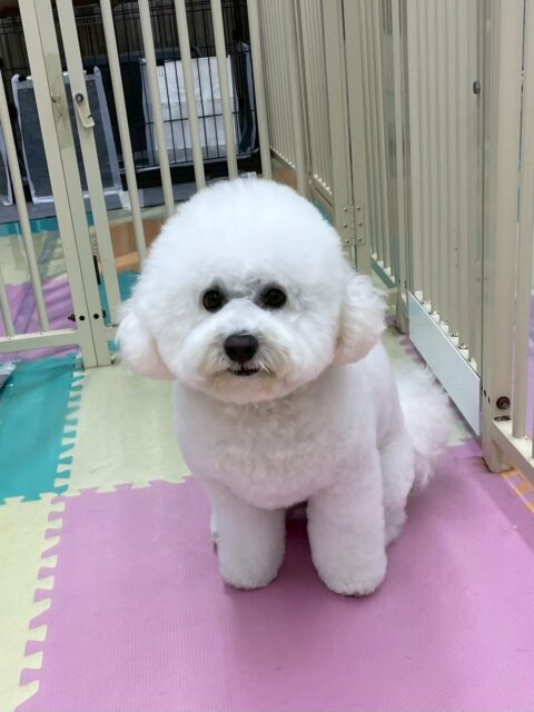 ピピちゃん🐶
本日はゴロー丸ちゃんが大好きなようで、自分から遊びに誘ってみたり、追いかけっこをしたりして楽しんでいました🤭
ゴロー丸ちゃんもピピちゃんのことが好きなのかカリカリされても怒らずに一緒に遊べていました👍

🐾🐶愛犬のお悩みご相談ください🐶🐾
@kenkohmura_official
 ↑フォロー待ってます↑

〒955-0091 新潟県三条市上須頃大割４２８−１
☎︎ 0256-35-2571
✉️ info@kenkohmura.jp
HP: http://kenkohmura.jp
LINE: https://lin.ee/7LIz5sb

#犬幸村#犬の幼稚園 #吠える、噛む #犬のしつけ #トイレ
ビションビションフリーゼビションフリーゼ大好きビションフリーゼ倶楽部ビションフリーゼ可愛すぎる