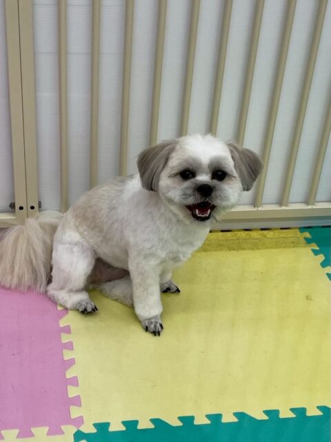 ゆずちゃん🐶
本日は朝からやん丸に恒例の挨拶をして、それからルンルンで走り回ったり、ニコペットのちびっ子達やマルちゃん、ププちゃん達とワンプロを仕掛けあったりして過ごしていました🤭

🐾🐶愛犬のお悩みご相談ください🐶🐾
@kenkohmura_official
 ↑フォロー待ってます↑

〒955-0091 新潟県三条市上須頃大割４２８−１
☎︎ 0256-35-2571
✉️ info@kenkohmura.jp
HP: http://kenkohmura.jp
LINE: https://lin.ee/7LIz5sb

#犬幸村#犬の幼稚園 #吠える、噛む #犬のしつけ #トイレ
ミックスミックス犬ミックス犬可愛いミックス犬大好きミックス犬倶楽部