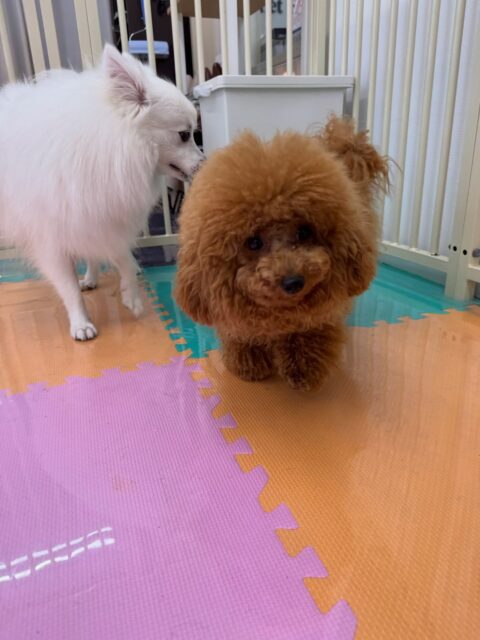 ププちゃん🐶
本日も、仲良しなモカちゃんや、きりまるちゃん、マルちゃん達と走り回ったり、ワンプロを仕掛けあったりして非常に楽しそうに過ごしていました🤭

🐾🐶愛犬のお悩みご相談ください🐶🐾
@kenkohmura_official
 ↑フォロー待ってます↑

〒955-0091 新潟県三条市上須頃大割４２８−１
☎︎ 0256-35-2571
✉️ info@kenkohmura.jp
HP: http://kenkohmura.jp
LINE: https://lin.ee/7LIz5sb

#犬幸村#犬の幼稚園 #吠える、噛む #犬のしつけ #トイレ
トイプートイプー可愛いトイプー大好きトイプー倶楽部トイプー可愛いすぎる