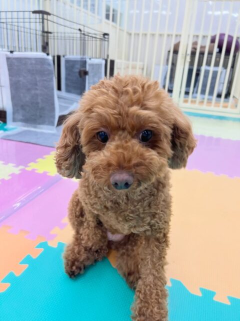 もこちゃん🐶
ペリーちゃんに遊びに誘われていたり、スタッフに撫でて〜と甘えたりしていました😆
🐾🐶愛犬のお悩みご相談ください🐶🐾
@kenkohmura_official
↑フォロー待ってます↑
〒955-0091 新潟県三条市上須頃大割428−1
☎︎ 0256-35-2571
✉️ info@kenkohmura.jp
HP: http://kenkohmura.jp
LINE: https://lin.ee/7LIz5sb
#犬幸村#犬の幼稚園 #吠える噛む #犬のしつけ #トイレ
トイプードル トイプードル大好き トイプードル可愛い