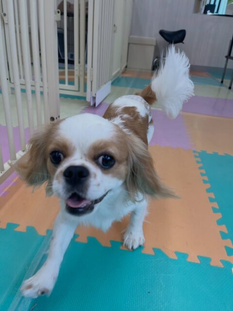 らぶちゃん🐶
ペリーちゃんやププちゃんと楽しそうに仲良く遊んでいました😄
午後からは疲れたのか休みながら遊んでいました✨️
🐾🐶愛犬のお悩みご相談ください🐶🐾
@kenkohmura_official
↑フォロー待ってます↑
〒955-0091 新潟県三条市上須頃大割428−1
☎︎ 0256-35-2571
✉️ info@kenkohmura.jp
HP: http://kenkohmura.jp
LINE: https://lin.ee/7LIz5sb
#犬幸村#犬の幼稚園 #吠える噛む #犬のしつけ #トイレ
ミックス犬 ミックス犬可愛い ミックス犬大好き