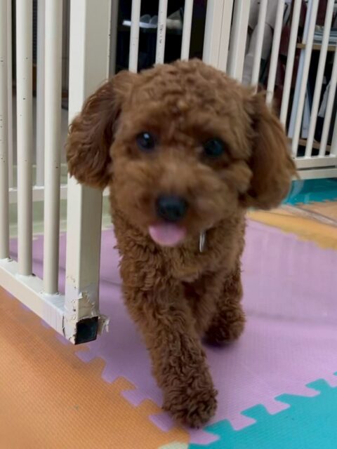 モカちゃん🐶
本日はマルちゃんやきりまるちゃん達と走り回って、激しいワンプロを仕掛けあったりして、非常に運動量の多い1日となりました👍

🐾🐶愛犬のお悩みご相談ください🐶🐾
@kenkohmura_official
 ↑フォロー待ってます↑

〒955-0091 新潟県三条市上須頃大割４２８−１
☎︎ 0256-35-2571
✉️ info@kenkohmura.jp
HP: http://kenkohmura.jp
LINE: https://lin.ee/7LIz5sb

#犬幸村#犬の幼稚園 #吠える、噛む #犬のしつけ #トイレ
トイプートイプー可愛いトイプー大好きトイプー倶楽部トイプー可愛いすぎる