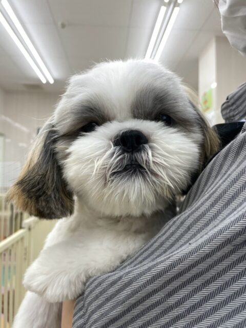 マルちゃん🐶
本日は朝からブーちゃんやむくちゃん、ぽん太達と走り回ったり、みんなで激しいワンプロを仕掛けあったりして楽しそうに遊び回っていました🤭
🐾🐶愛犬のお悩みご相談ください🐶🐾
@kenkohmura_official
↑フォロー待ってます↑
〒955-0091 新潟県三条市上須頃大割428−1
☎︎ 0256-35-2571
✉️ info@kenkohmura.jp
HP: http://kenkohmura.jp
LINE: https://lin.ee/7LIz5sb
#犬幸村#犬の幼稚園 #吠える、噛む #犬のしつけ #トイレ
シーズーシーズー可愛いシーズー倶楽部シーズー可愛いすぎるシーズー大好き