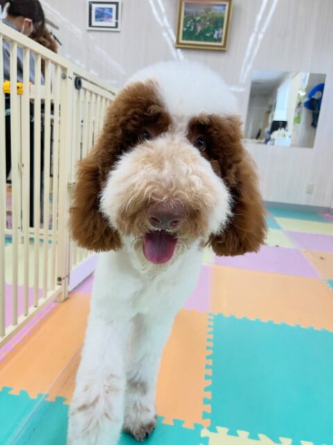 バロンちゃん🐶
ニコペットにいるビションフリーゼちゃんと1日激しく遊んでいました😆
走り回ったりワンプロしたり楽しそうでした🎶
🐾🐶愛犬のお悩みご相談ください🐶🐾
@kenkohmura_official
↑フォロー待ってます↑
〒955-0091 新潟県三条市上須頃大割428−1
☎︎ 0256-35-2571
✉️ info@kenkohmura.jp
HP: http://kenkohmura.jp
LINE: https://lin.ee/7LIz5sb
#犬幸村#犬の幼稚園 #吠える噛む #犬のしつけ #トイレ
スタンダードプードル スタンダードプードル可愛い スタンダードプードル大好き