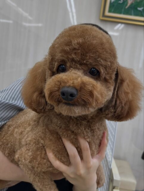 モコちゃん🐶
ププちゃんと遊んだり、みんなと上手に挨拶していました😊
カットやお手入れも頑張っていました✂️
🐾🐶愛犬のお悩みご相談ください🐶🐾
@kenkohmura_official
↑フォロー待ってます↑
〒955-0091 新潟県三条市上須頃大割428−1
☎︎ 0256-35-2571
✉️ info@kenkohmura.jp
HP: http://kenkohmura.jp
LINE: https://lin.ee/7LIz5sb
#犬幸村#犬の幼稚園 #吠える噛む #犬のしつけ #トイレ
トイプードル トイプードル可愛い トイプードル大好き