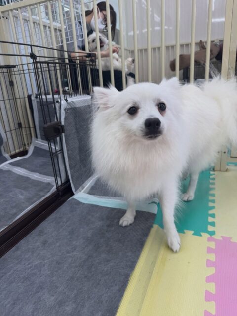 幸ちゃん🐶
本日はとらのすけちゃんがかなりお気に入りのようで、遊びに誘ってみたり、目の前で寝転んでみたりと非常に楽しそうに誘っていました🤣

🐾🐶愛犬のお悩みご相談ください🐶🐾
@kenkohmura_official
 ↑フォロー待ってます↑

〒955-0091 新潟県三条市上須頃大割４２８−１
☎︎ 0256-35-2571
✉️ info@kenkohmura.jp
HP: http://kenkohmura.jp
LINE: https://lin.ee/7LIz5sb

#犬幸村#犬の幼稚園 #吠える、噛む #犬のしつけ #トイレ
スピッツスピッツ大好きスピッツ倶楽部スピッツ可愛いすぎる