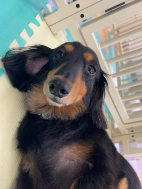 クッキーちゃん🐶
バロンちゃんやベンと挨拶していました😊
バロンちゃんにしつこく遊びに誘われると叱っていたりしていました✨️
🐾🐶愛犬のお悩みご相談ください🐶🐾
@kenkohmura_official
↑フォロー待ってます↑
〒955-0091 新潟県三条市上須頃大割428−1
☎︎ 0256-35-2571
✉️ info@kenkohmura.jp
HP: http://kenkohmura.jp
LINE: https://lin.ee/7LIz5sb
#犬幸村#犬の幼稚園 #吠える噛む #犬のしつけ #トイレ
ミニチュアダックスフンド ミニチュアダックスフンド可愛い ミニチュアダックスフンド大好き