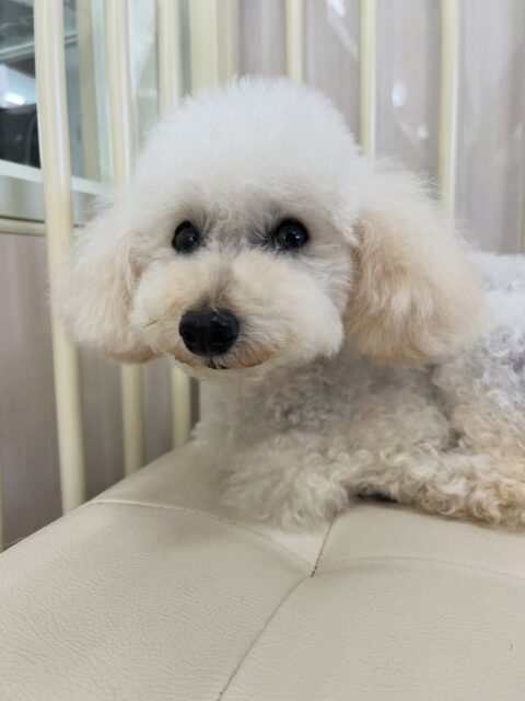 こむぎちゃん🐶
スタッフに撫でてもらって気持ちよさそうにしたり、ニコペットにいる子達に遊びに誘われていました😊
🐾🐶愛犬のお悩みご相談ください🐶🐾
@kenkohmura_official
↑フォロー待ってます↑
〒955-0091 新潟県三条市上須頃大割428−1
☎︎ 0256-35-2571
✉️ info@kenkohmura.jp
HP: http://kenkohmura.jp
LINE: https://lin.ee/7LIz5sb
#犬幸村#犬の幼稚園 #吠える噛む #犬のしつけ #トイレ
トイプードル トイプードル可愛い トイプードル大好き