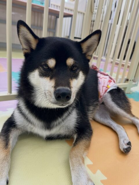 北斗ちゃん🐶
ニコペットにいるミックス犬ちゃんと楽しそうに走り回ったりして遊んでいました✨️
服の練習も上手にできていました👏
🐾🐶愛犬のお悩みご相談ください🐶🐾
@kenkohmura_official
↑フォロー待ってます↑
〒955-0091 新潟県三条市上須頃大割428−1
☎︎ 0256-35-2571
✉️ info@kenkohmura.jp
HP: http://kenkohmura.jp
LINE: https://lin.ee/7LIz5sb
#犬幸村#犬の幼稚園 #吠える噛む #犬のしつけ #トイレ
黒柴 黒柴大好き 黒柴可愛い