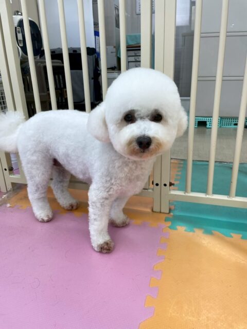 よもぎちゃん🐶
クッキーちゃんやベンと挨拶していたり、バロンちゃんに遊びに誘われていたりしていました😁
🐾🐶愛犬のお悩みご相談ください🐶🐾
@kenkohmura_official
↑フォロー待ってます↑
〒955-0091 新潟県三条市上須頃大割428−1
☎︎ 0256-35-2571
✉️ info@kenkohmura.jp
HP: http://kenkohmura.jp
LINE: https://lin.ee/7LIz5sb
#犬幸村#犬の幼稚園 #吠える噛む #犬のしつけ #トイレ
ミックス犬 ミックス犬大好き ミックス犬可愛い