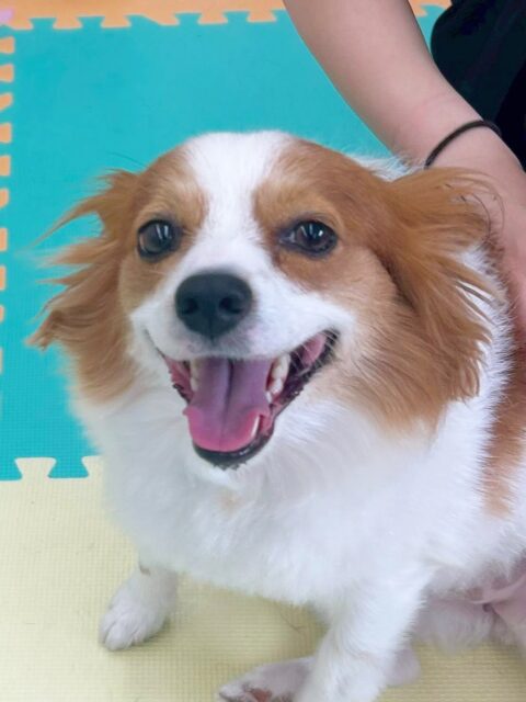 マロンちゃん🐶
今日もリラちゃんやすけちゃんから大人気でした😊
寝転びながらちょうだいを披露してくれたり甘噛みくんで遊んだりして楽しそうに過ごしていました😆
🐾🐶愛犬のお悩みご相談ください🐶🐾
@kenkohmura_official
↑フォロー待ってます↑
〒955-0091 新潟県三条市上須頃大割428−1
☎︎ 0256-35-2571
✉️ info@kenkohmura.jp
HP: http://kenkohmura.jp
LINE: https://lin.ee/7LIz5sb
#犬幸村#犬の幼稚園 #吠える、噛む #犬のしつけ #トイレ
パピヨン パピヨンだいすき ぱぴよん