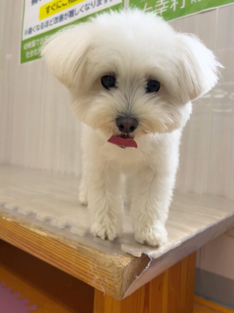 ポコちゃん🐶
大好きなププちゃんと楽しそうに遊んだり、バロンちゃんに遊びに誘われていました☺️
歯磨きトレーニング開始して1年11ヶ月経過しました🦷🪥✨
歯の白さこれからもキープしていきましょう!
🐾🐶愛犬のお悩みご相談ください🐶🐾
@kenkohmura_official
↑フォロー待ってます↑
〒955-0091 新潟県三条市上須頃大割428−1
☎︎ 0256-35-2571
✉️ info@kenkohmura.jp
HP: http://kenkohmura.jp
LINE: https://lin.ee/7LIz5sb
#犬幸村#犬の幼稚園 #吠える噛む #犬のしつけ #トイレ
ミックス犬 ミックス犬可愛い ミックス犬大好き