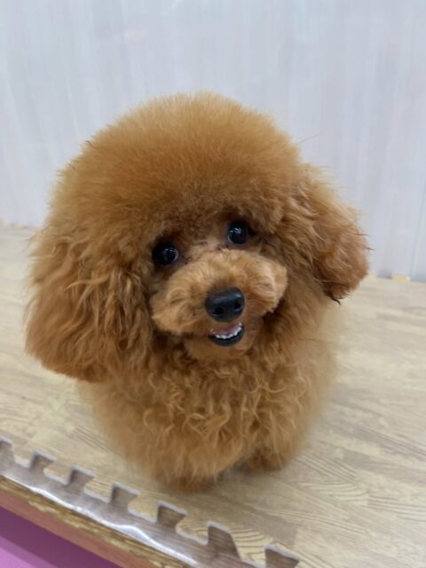 ププちゃん🐶
仲良しのポコちゃんやニコペットにいる子達と仲良く遊んでいました✨️
お手入れやカットも頑張っていました✂️
🐾🐶愛犬のお悩みご相談ください🐶🐾
@kenkohmura_official
↑フォロー待ってます↑
〒955-0091 新潟県三条市上須頃大割428−1
☎︎ 0256-35-2571
✉️ info@kenkohmura.jp
HP: http://kenkohmura.jp
LINE: https://lin.ee/7LIz5sb
#犬幸村#犬の幼稚園 #吠える噛む #犬のしつけ #トイレ
トイプードル トイプードル大好き トイプードル可愛い