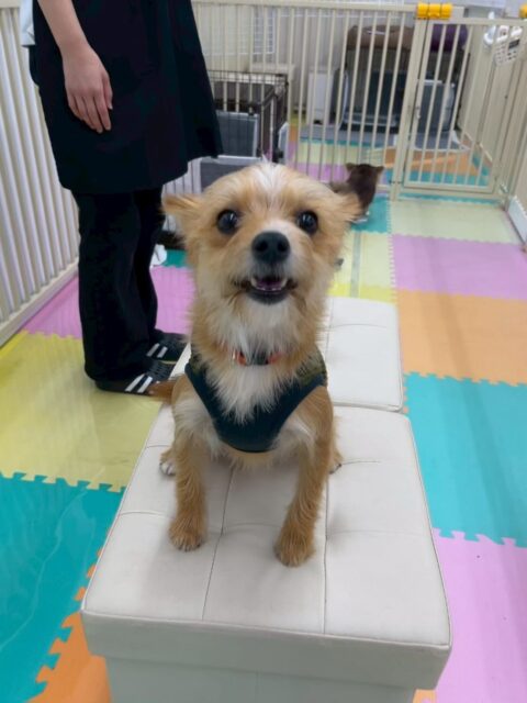 もなかちゃん🐶
本日は幼稚園体験に来てくれた子達やモカちゃん、まろちゃん達といっしょに仲良く匂いを嗅ぎ合ったり、挨拶を交わしたりコミュニケーションをとっていました🤭
🐾🐶愛犬のお悩みご相談ください🐶🐾
@kenkohmura_official
↑フォロー待ってます↑
〒955-0091 新潟県三条市上須頃大割428−1
☎︎ 0256-35-2571
✉️ info@kenkohmura.jp
HP: http://kenkohmura.jp
LINE: https://lin.ee/7LIz5sb
#犬幸村#犬の幼稚園 #吠える、噛む #犬のしつけ #トイレ
ミックスミックス犬ミックス犬可愛いミックス犬大好きミックス犬倶楽部