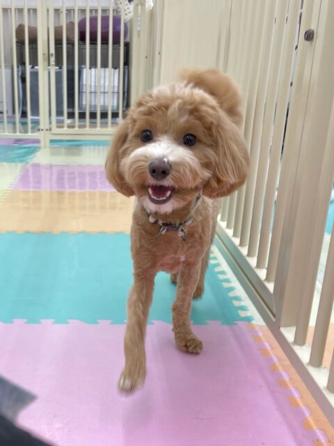 幼稚園体験に来てくれました🐶
最初は少し緊張している様子でしたがすぐにスタッフに挨拶をしてくれたり、園内を探検したりしていました😊
園内を探検した後でププちゃんに遊びに誘われて追いかけっこをしたりしていました😆
短い時間でしたがとてもいい経験になったと思います✨
🐾🐶愛犬のお悩みご相談ください🐶🐾
@kenkohmura_official
↑フォロー待ってます↑
〒955-0091 新潟県三条市上須頃大割428−1
☎︎ 0256-35-2571
✉️ info@kenkohmura.jp
HP: http://kenkohmura.jp
LINE: https://lin.ee/7LIz5sb
#犬幸村#犬の幼稚園 #吠える、噛む #犬のしつけ #トイレ
ミックス犬 mix犬 ミックス犬だいすき