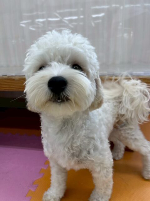 ふうちゃん🐶
本日はまるちゃんやチャリーちゃん達とやりあえるほど活発でヤンチャに遊び回っていました🤭
みんなと遊んで夕方になるとヘトヘトになってみんなと一緒に休んでいました🤣
🐾🐶愛犬のお悩みご相談ください🐶🐾
@kenkohmura_official
↑フォロー待ってます↑
〒955-0091 新潟県三条市上須頃大割428−1
☎︎ 0256-35-2571
✉️ info@kenkohmura.jp
HP: http://kenkohmura.jp
LINE: https://lin.ee/7LIz5sb
#犬幸村#犬の幼稚園 #吠える、噛む #犬のしつけ #トイレ
ミックスミックス犬ミックス犬可愛いミックス犬倶楽部ミックス犬大好き