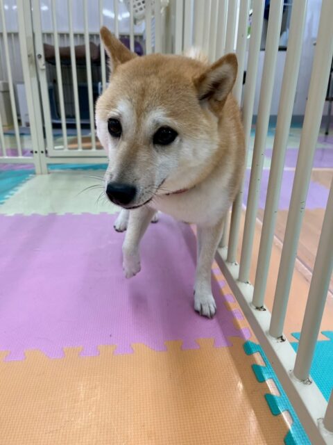 寅丸ちゃん🐶
本日はチャリーちゃんやまるちゃん達にたくさん遊びをさそわれたり、誘ったりして激しく遊び回っていました🤭
途中疲れて眠ったりしていましたが、最後まで楽しそうに遊び回っていました👍
🐾🐶愛犬のお悩みご相談ください🐶🐾
@kenkohmura_official
↑フォロー待ってます↑
〒955-0091 新潟県三条市上須頃大割428−1
☎︎ 0256-35-2571
✉️ info@kenkohmura.jp
HP: http://kenkohmura.jp
LINE: https://lin.ee/7LIz5sb
#犬幸村#犬の幼稚園 #吠える、噛む #犬のしつけ #トイレ
柴犬柴犬可愛い柴犬大好き柴犬倶楽部柴犬可愛すぎる