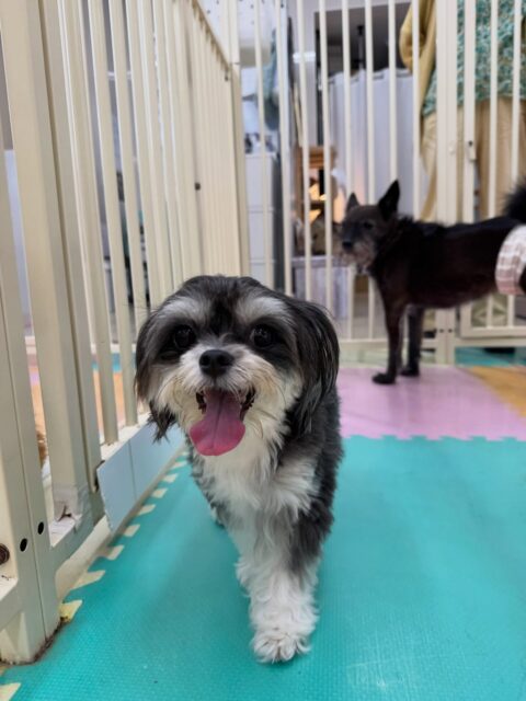 本日幼稚園体験に来てくれました🐶
最初は2頭とも周りを警戒してキョロキョロしたり、匂いを嗅いでいたりしていましたが、だんだん慣れてきたのか、園内を歩き回ったり、走って探検などもできるようになっていてすごかったです👍
短い時間でしたが、かなり良い練習になったかなと思います‼️
🐾🐶愛犬のお悩みご相談ください🐶🐾
@kenkohmura_official
↑フォロー待ってます↑
〒955-0091 新潟県三条市上須頃大割428−1
☎︎ 0256-35-2571
✉️ info@kenkohmura.jp
HP: http://kenkohmura.jp
LINE: https://lin.ee/7LIz5sb
#犬幸村#犬の幼稚園 #吠える、噛む #犬のしつけ #トイレ
ミックスミックス犬チワワチワワ可愛い