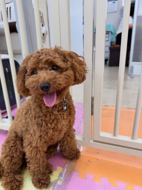 モカちゃん🐶
本日は仲良しのきりまるちゃんやぽん太達と走り回ったり、みんなでワンプロを仕掛けあったりして過ごしていました🤭
きりまるちゃんが大好きなようで遊びを誘ったりしてはしゃいで過ごしていました👍
🐾🐶愛犬のお悩みご相談ください🐶🐾
@kenkohmura_official
↑フォロー待ってます↑
〒955-0091 新潟県三条市上須頃大割428−1
☎︎ 0256-35-2571
✉️ info@kenkohmura.jp
HP: http://kenkohmura.jp
LINE: https://lin.ee/7LIz5sb
#犬幸村#犬の幼稚園 #吠える、噛む #犬のしつけ #トイレ
トイプートイプー可愛いトイプー大好きトイプー倶楽部