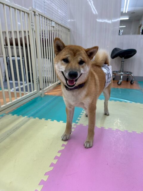チャリーちゃん🐶
本日はヤンチャ組でまるちゃんや、寅丸ちゃん、ふうちゃん達とみんなで走り回ったり、ワンプロを仕掛けあったりはしゃぎ回っていました🤭
🐾🐶愛犬のお悩みご相談ください🐶🐾
@kenkohmura_official
↑フォロー待ってます↑
〒955-0091 新潟県三条市上須頃大割428−1
☎︎ 0256-35-2571
✉️ info@kenkohmura.jp
HP: http://kenkohmura.jp
LINE: https://lin.ee/7LIz5sb
#犬幸村#犬の幼稚園 #吠える、噛む #犬のしつけ #トイレ
柴犬柴犬可愛い柴犬大好き柴犬倶楽部柴犬可愛すぎる