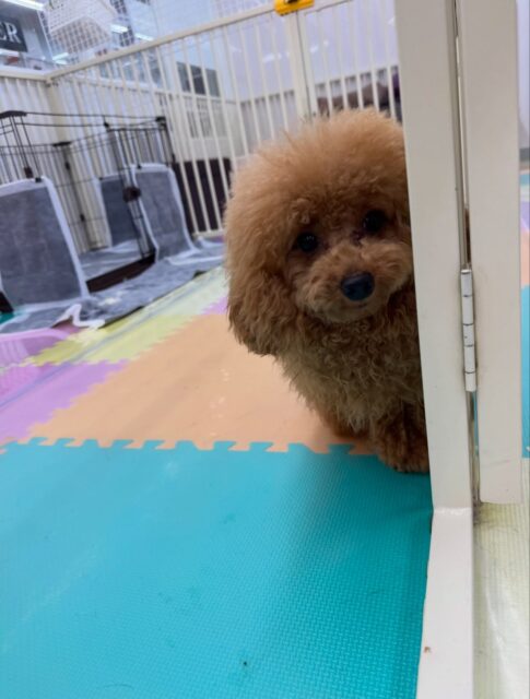 ププちゃん🐶
本日はきりまるちゃんやまろちゃん、ぽん太達と走り回ったりして完全に疲れ切っていました🤣
みんなと遊べて満足そうなププちゃん‼️本日も全力で遊べていました👏
🐾🐶愛犬のお悩みご相談ください🐶🐾
@kenkohmura_official
↑フォロー待ってます↑
〒955-0091 新潟県三条市上須頃大割428−1
☎︎ 0256-35-2571
✉️ info@kenkohmura.jp
HP: http://kenkohmura.jp
LINE: https://lin.ee/7LIz5sb
#犬幸村#犬の幼稚園 #吠える、噛む #犬のしつけ #トイレ
トイプートイプー可愛いトイプー倶楽部トイプー可愛いすぎる