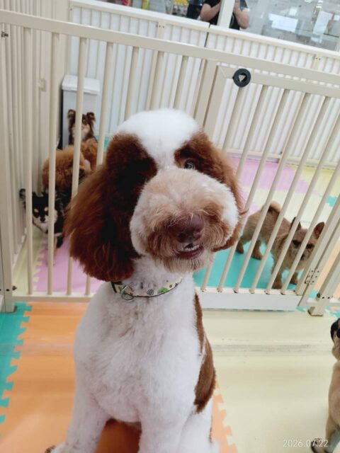 バロンちゃん🐶
本日はぽん太と大乱闘‼️とっても激しいワンプロを午前中永遠とやっていました🤭
午後からはマルちゃんやブーちゃん、鶴丸達と激しくワンプロを仕掛けあったりして楽しそうに過ごしていました👍
🐾🐶愛犬のお悩みご相談ください🐶🐾
@kenkohmura_official
↑フォロー待ってます↑
〒955-0091 新潟県三条市上須頃大割428−1
☎︎ 0256-35-2571
✉️ info@kenkohmura.jp
HP: http://kenkohmura.jp
LINE: https://lin.ee/7LIz5sb
#犬幸村#犬の幼稚園 #吠える、噛む #犬のしつけ #トイレ
スタンダードプードルスタンプースタンプー可愛いスタンプー倶楽部スタンプー可愛すぎる