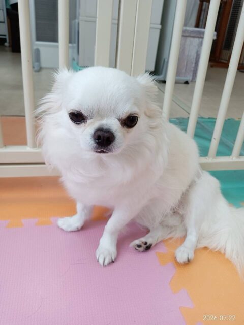 ビビちゃん🐶
本日は久しぶりの神楽達と会えて嬉しいのかいつもの数倍はテンションが高かったです🤣
みんなと乗っかりあいっこをしたり、走ったり、遊び仕掛けあったりして楽しそうに過ごしていました🤭
🐾🐶愛犬のお悩みご相談ください🐶🐾
@kenkohmura_official
↑フォロー待ってます↑
〒955-0091 新潟県三条市上須頃大割428−1
☎︎ 0256-35-2571
✉️ info@kenkohmura.jp
HP: http://kenkohmura.jp
LINE: https://lin.ee/7LIz5sb
#犬幸村#犬の幼稚園 #吠える、噛む #犬のしつけ #トイレ
チワワチワワ可愛いチワワ倶楽部チワワ可愛すぎる
