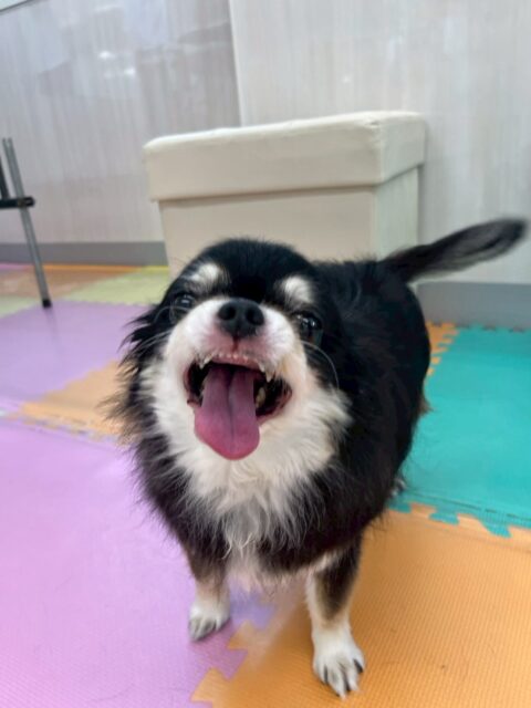 こまめちゃん&カプチーノちゃん🐶
本日こまめちゃんは、ヤンチャ組の中をスタッフに頑張って早足でついてきてくれたりして可愛すぎました😍
カプチーノちゃんは匂いをかがれたり、挨拶をされたりしていました‼️自分から挨拶を交わしたりもできていてよかったです👍
🐾🐶愛犬のお悩みご相談ください🐶🐾
@kenkohmura_official
↑フォロー待ってます↑
〒955-0091 新潟県三条市上須頃大割428−1
☎︎ 0256-35-2571
✉️ info@kenkohmura.jp
HP: http://kenkohmura.jp
LINE: https://lin.ee/7LIz5sb
#犬幸村#犬の幼稚園 #吠える、噛む #犬のしつけ #トイレ
チワワチワワ可愛いチワワ倶楽部チワワ可愛すぎるチワワ大好き