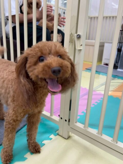 チコちゃん🐶
本日歯磨きトレーニングを開始して1年10ヶ月が経ちました
歯の状態は変わりないのでこのまま継続を意識して頑張っていきましょう✊
園内ではきりまるちゃんやププちゃん、モカちゃん達と走り回ったりワンプロを仕掛けあったりして楽しんでいました🤭
🐾🐶愛犬のお悩みご相談ください🐶🐾
@kenkohmura_official
↑フォロー待ってます↑
〒955-0091 新潟県三条市上須頃大割428−1
☎︎ 0256-35-2571
✉️ info@kenkohmura.jp
HP: http://kenkohmura.jp
LINE: https://lin.ee/7LIz5sb
#犬幸村#犬の幼稚園 #吠える、噛む #犬のしつけ #トイレ
トイプートイプー可愛いトイプー倶楽部トイプー可愛いすぎるトイプー大好き