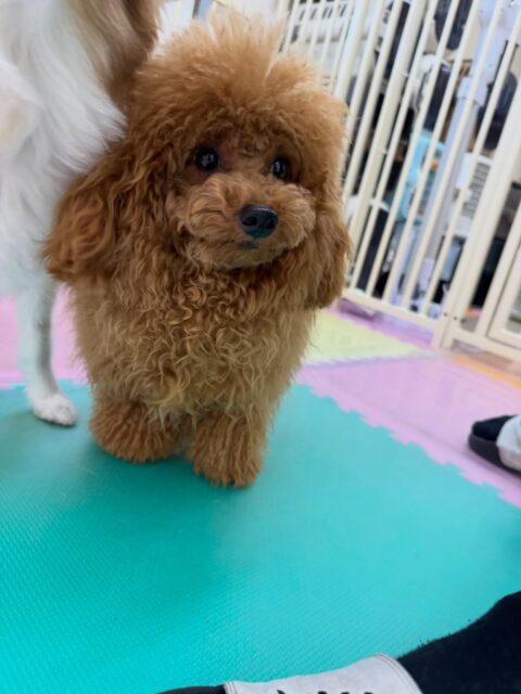 ププちゃん🐶
本日はやん丸や鶴丸にガツンと言われて少ししょんぼりめなププちゃん、しつこく遊びを誘いすぎて怒られてしまいました🤭
しっかり反省した後楽しく走り回ったり、みんなとワンプロを仕掛けあったりして楽しそうに過ごしていました👍
🐾🐶愛犬のお悩みご相談ください🐶🐾
@kenkohmura_official
↑フォロー待ってます↑
〒955-0091 新潟県三条市上須頃大割428−1
☎︎ 0256-35-2571
✉️ info@kenkohmura.jp
HP: http://kenkohmura.jp
LINE: https://lin.ee/7LIz5sb
#犬幸村#犬の幼稚園 #吠える、噛む #犬のしつけ #トイレ
トイプートイプー可愛いトイプー倶楽部トイプー大好きトイプー可愛すぎる