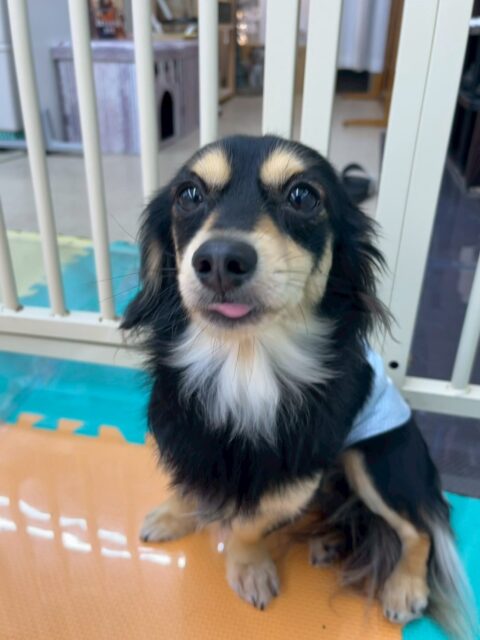 はにちゃん🐶
本日は来園してすぐにププちゃんやベンに匂いを嗅がれたり、挨拶をされたりしていました🤭
緊張している様子でしたが、ププちゃんが遊びを誘ってくれたりして緊張もほぐれたようでした👍
🐾🐶愛犬のお悩みご相談ください🐶🐾
@kenkohmura_official
↑フォロー待ってます↑
〒955-0091 新潟県三条市上須頃大割428−1
☎︎ 0256-35-2571
✉️ info@kenkohmura.jp
HP: http://kenkohmura.jp
LINE: https://lin.ee/7LIz5sb
#犬幸村#犬の幼稚園 #吠える、噛む #犬のしつけ #トイレ
ミックスミックス犬ミックス犬可愛いミックス犬大好きミックス犬倶楽部